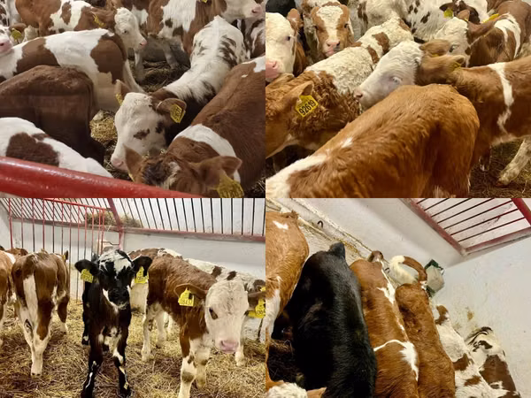 Cattle (batch, sex not specified), Cattle — Poland