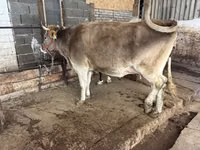 Cow, Alatau breed — photo 1