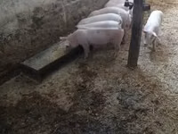 Sow — photo 6