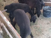 Juhok (tétel, nem megadva), Hissar sheep — 1. fotó