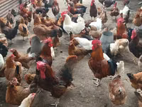 Chickens — sawirka 2