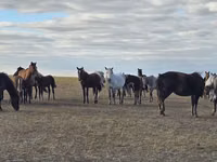 Mare, Horse breed — photo 2