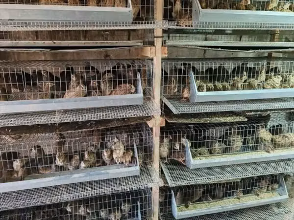Quails — Węgry