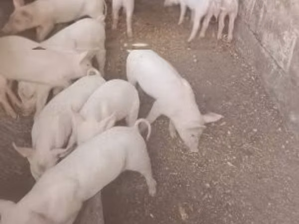 Pigs (batch, sex not specified),  — Hungary