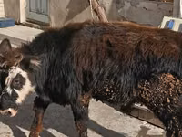 सांड, मवेशी — फ़ोटो 4