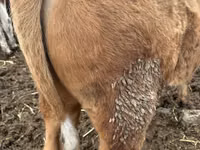 Bull, Simmental cattle — photo 2