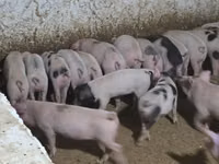 Pigs (batch, sex not specified), Pigs — photo 3
