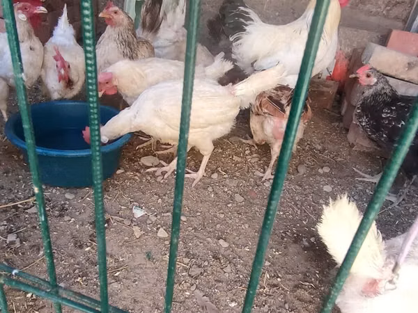 Chickens — Kyrgyzstan