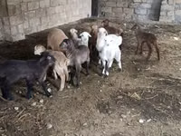 Ram, Sheep — photo 4