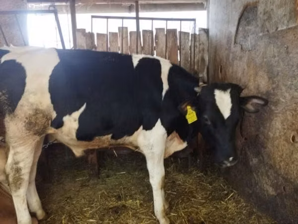 Bull, Holstein breed — Hungary
