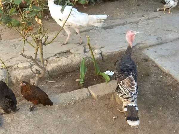 Broad Breasted White — Asarbajan