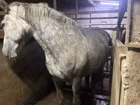 Mare, Horses — photo 2