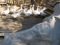 Geese — photo 2
