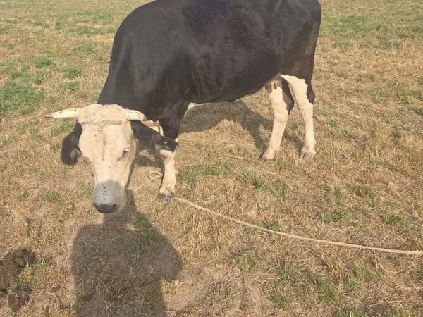 Cow, Brown Mountain — Kyrgyzstan