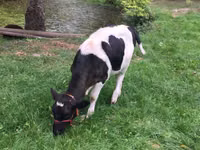 Vache, Russian Black pied cattle — photo 5