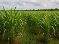 Napier Grass for Goat, Sheep's, Catle, Rabit, Grasscuter Etc — φωτογραφία 3