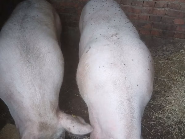 Sow, Pigs — Moldova