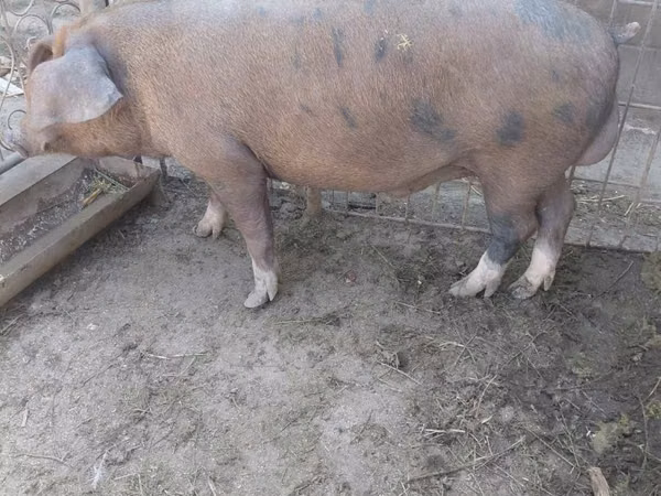 Boar, Pigs — Moldova