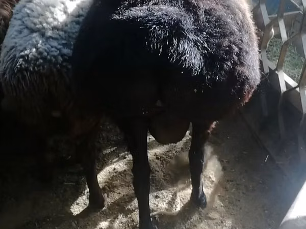 Kambing jantan, Sheep — Uzbekistan