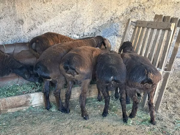 Ram, Sheep — Kazakhstan