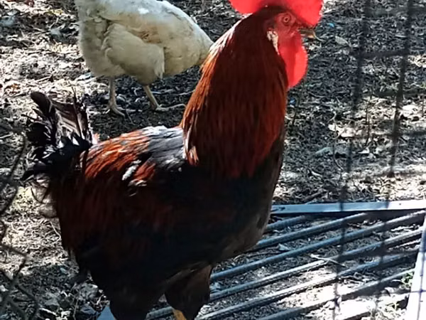 Chickens