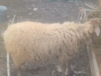 كبش, الأغنام — الصورة 1