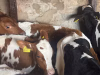 सांड, Simmental cattle — फ़ोटो 8
