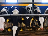 Vacă, Rasa Holstein — foto 6
