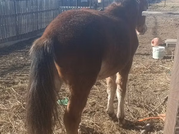 Horse (M), Kazakh horse