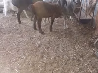 Goat, Goats — photo 5