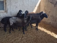 Sheep, Sheep — photo 3