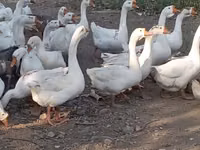 Geese — photo 2