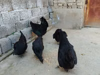 Chickens — عکس 2