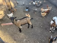 بز نر, Nigerian dwarf goats — عکس 3