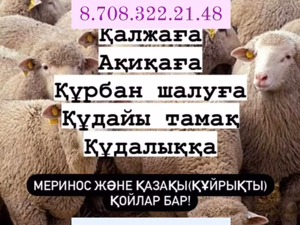 Ovan, Овце