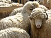 母羊, Bessarabian sheep — 照片 2