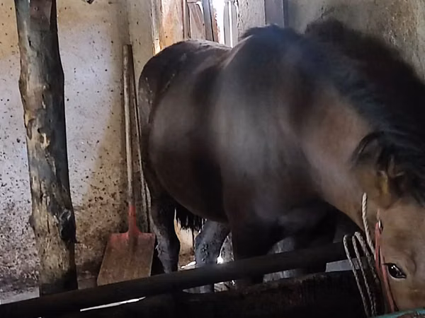 Mare, Kazakh horse — Kazakhstan