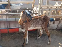 Ziegenbock, Saanen goat — Foto 2