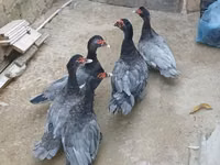 Domestic Muscovy — foto 2