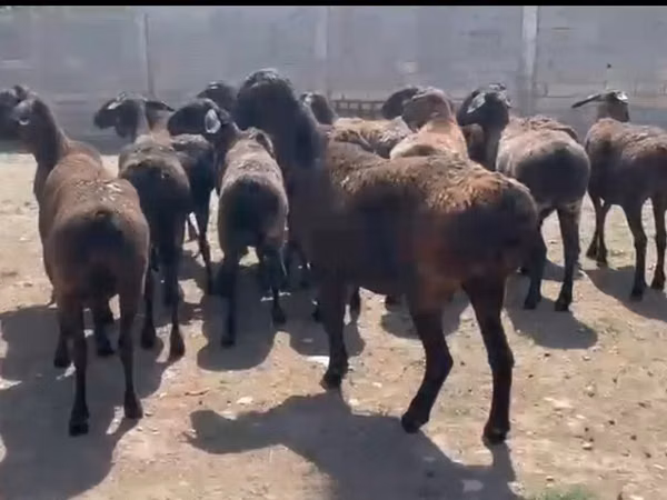 میش, Hissar sheep — قزاقستان