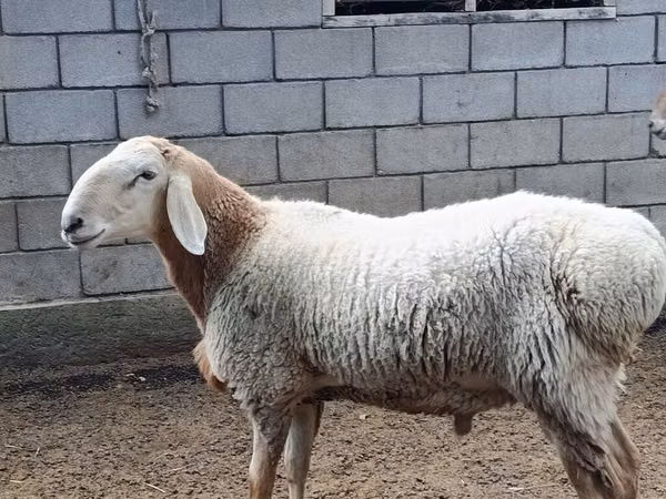 Ovan, Arashan sheep — Киргистан