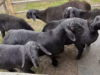 قوچ, Hissar sheep — عکس 4