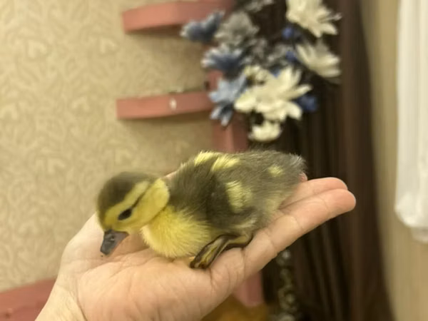 Ducks — جمهوری آذربایجان