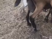 Echki, Czech Brown Shorthaired goats — 2-rasm