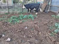 Vaca, Russian Black pied cattle — foto 3