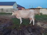 Vaca, Latvian Blue cattle — foto 1