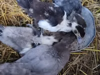 Pekin german — foto 3
