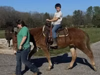 Horse (M), Mule — photo 8