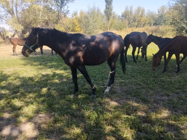 Mare, Horses — Kyrgyzstan