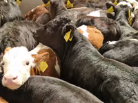 सांड, Simmental cattle — फ़ोटो 6